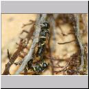 Crossocerus sp - Grabwespe 12a 6mm Paarung - Sandgrube Niedringhaussee.jpg